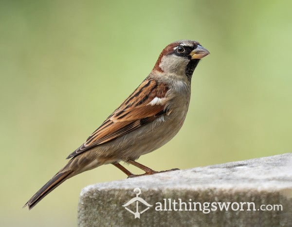 Sparrow69